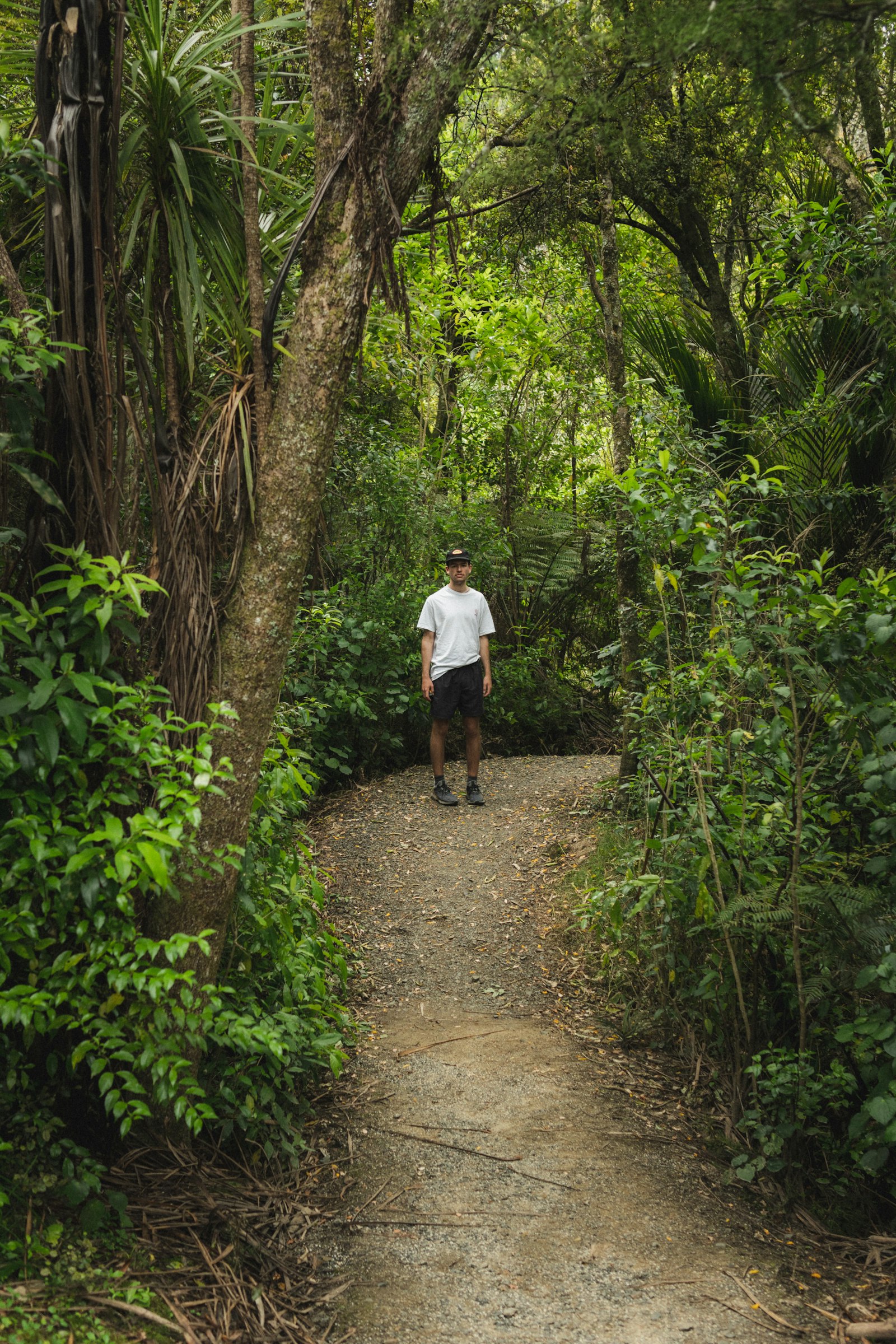 A walker on a track through native New Zealand bush